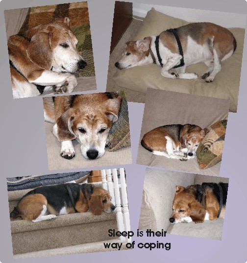 sleeping is the beagles way of coping