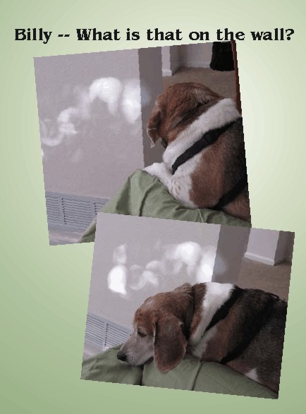 What's that on the wall, Billy Beagle?