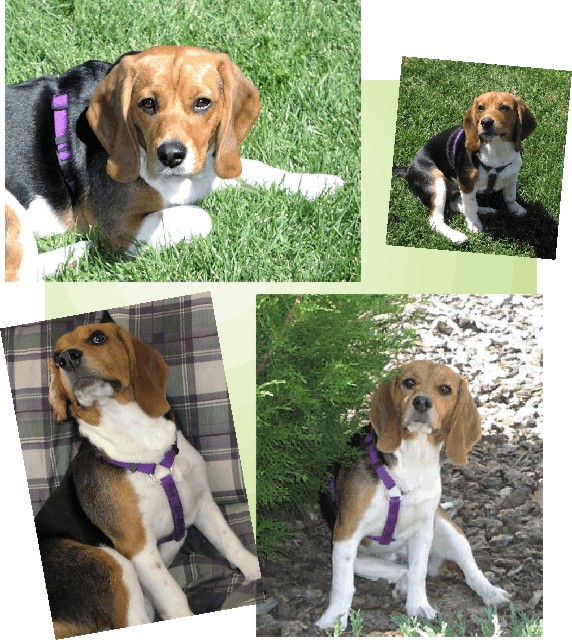 Betty Beagle enjoying the sun