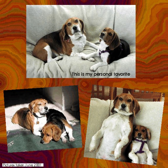 Betty Beagle and Bob the Beagle
