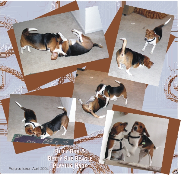 Billy Beagle and Betty Beagle