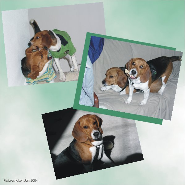 Betty Beagle & Billy Beagle staying warm inside
