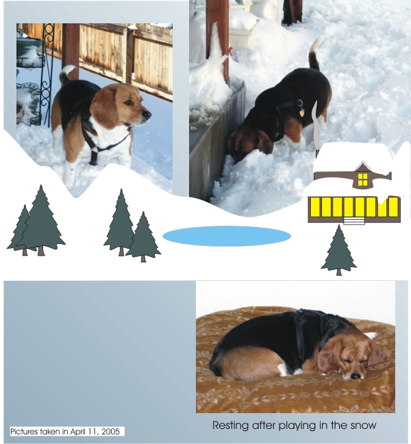 Betty Sue Beagle plays in the snow & then naps