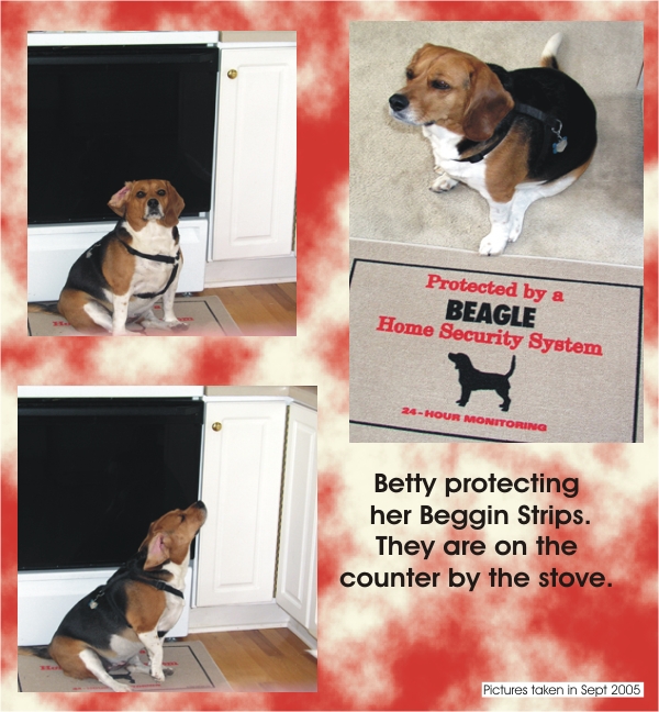 Betty Beagle loves those Beggin' Strips