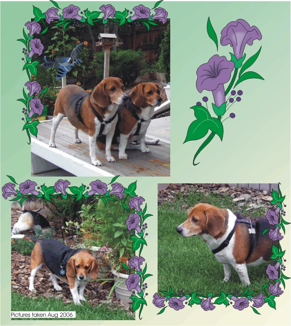 Billy Beagle & Betty Beagle at home in their Garden