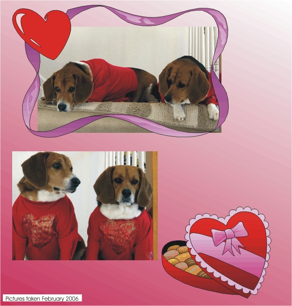 Happy V-Day - Beagles like their new shirts with big glitter hearts on the front