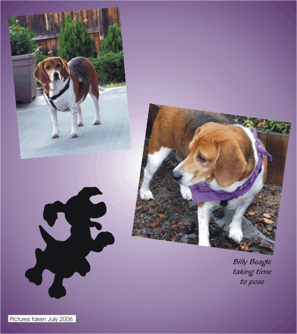 Billy Beagle taking time to pose