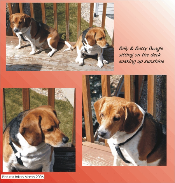 Billy Beagle & Betty Beagle soaking up more sunshine