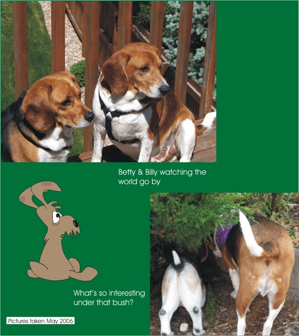 Billy Beagle & Betty Beagle watching the world go by
