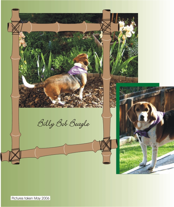 Billy Bob Beagle in the garden