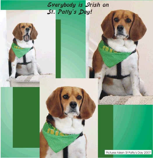 Every dog is Irish on St. Patty's Day