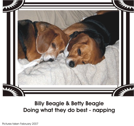 Billy & Betty Beagle - always ready for a nap