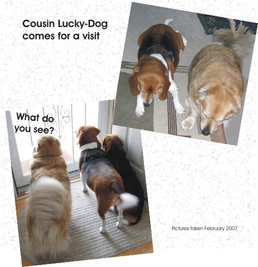 Looking forward to a visit from cousin Lucky-Dog