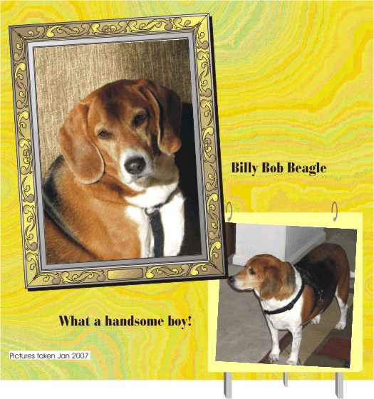 Billy Bob Beagle.  What a handsome boy you are!