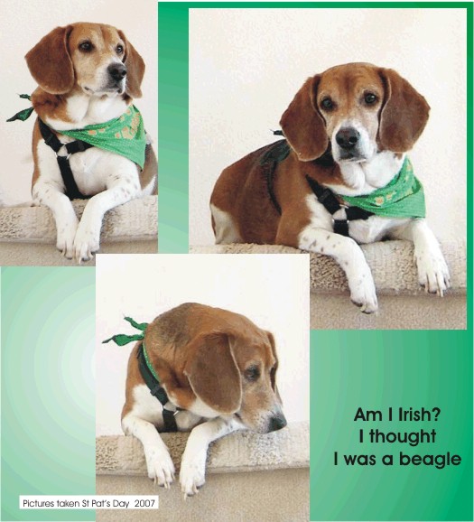 Am I Irish?  I though I was a beagle