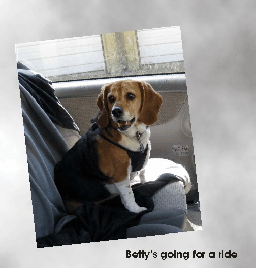 Betty Sue Beagle going for a ride