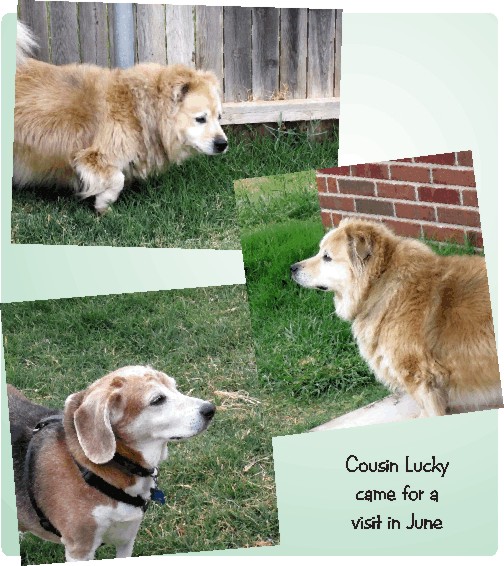 Good to see Cousin Lucky Dog