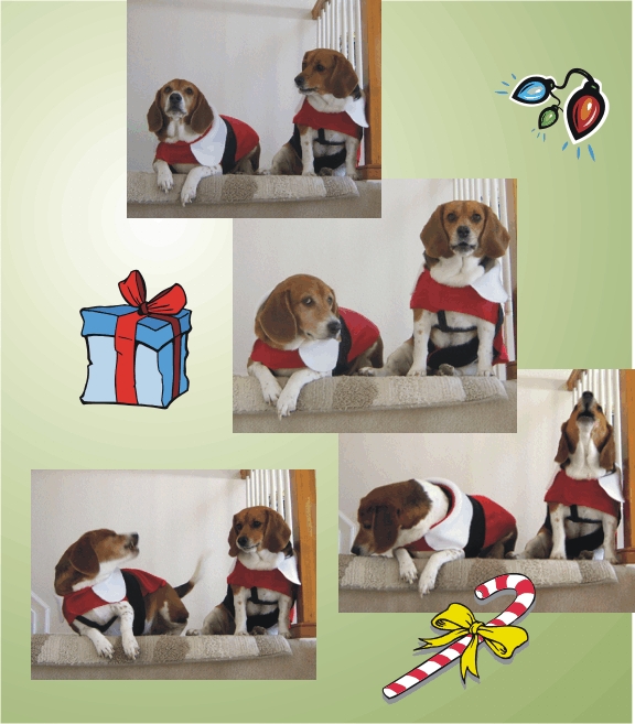 It is hard to keep the beagles concentrating