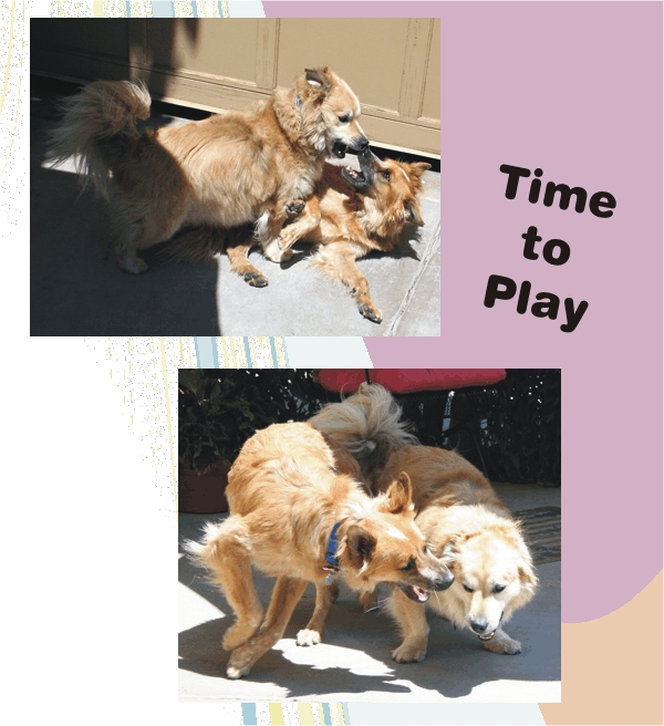 Lucky & Madison enjoying play time