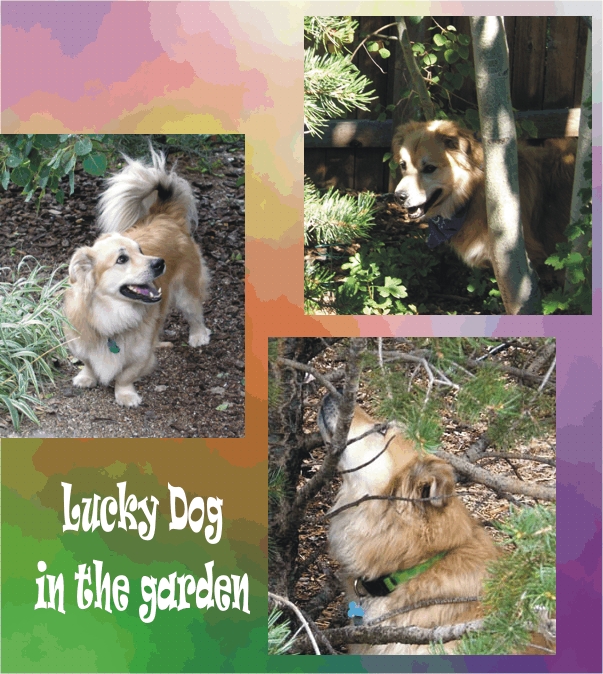 Lucky in the garden