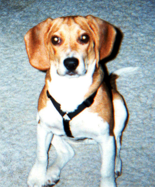 Bob the Beagle came home with us on 10-04-1996