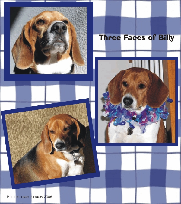 Three Faces of Billy Beagle