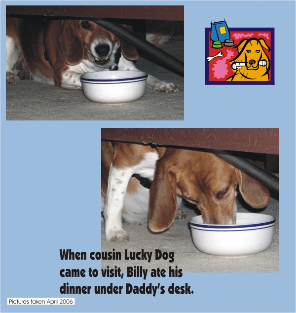Billy Beagle - eating under Daddy's desk