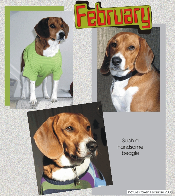Billy Beagle - Entered the "Terrible Two's"