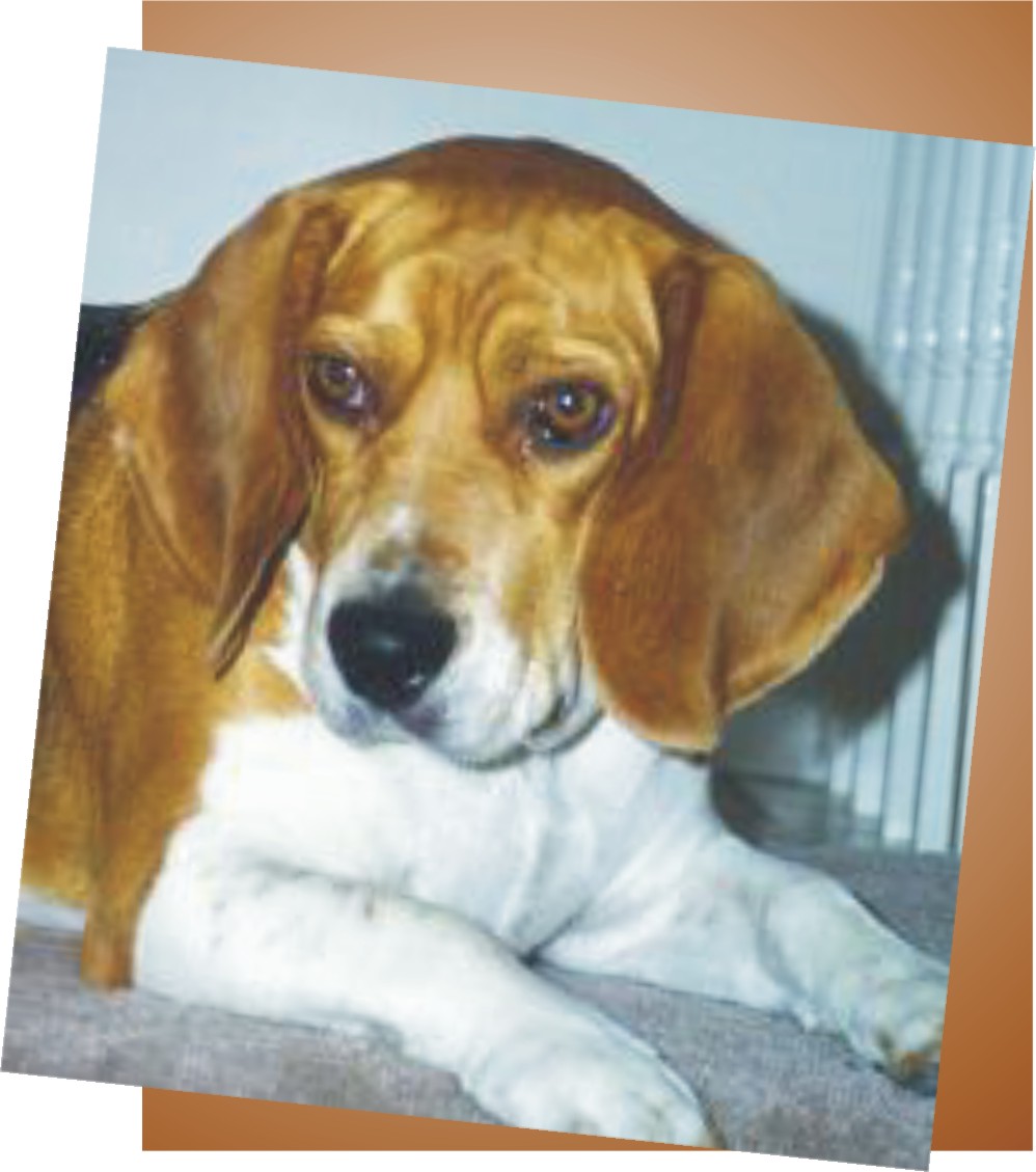 Daddy's favorite pic of Bob the Beagle