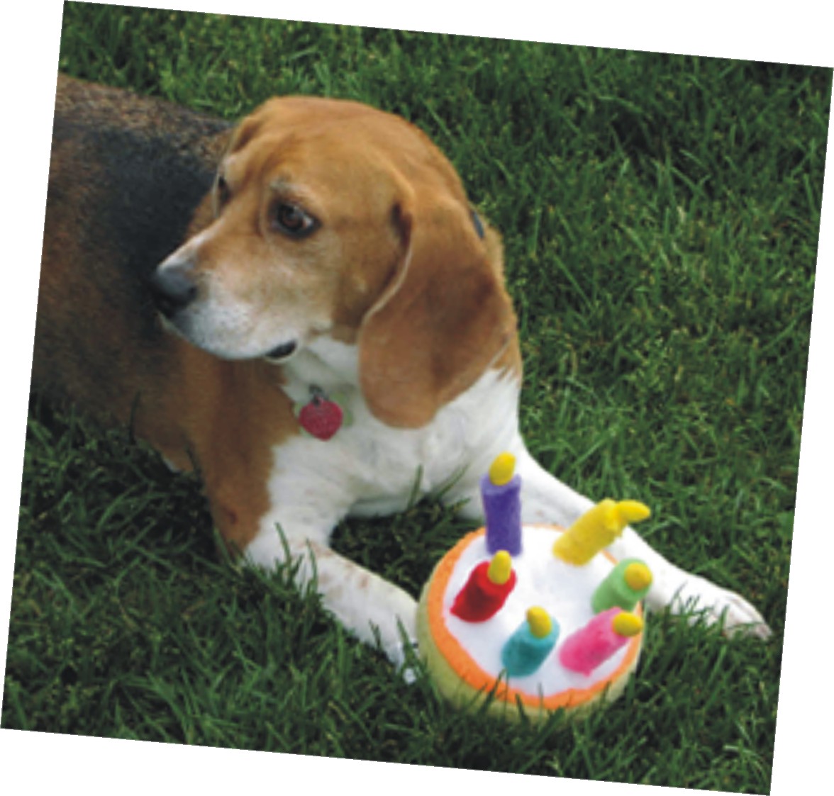 Happy 6th Birthday, Bob the Beagle