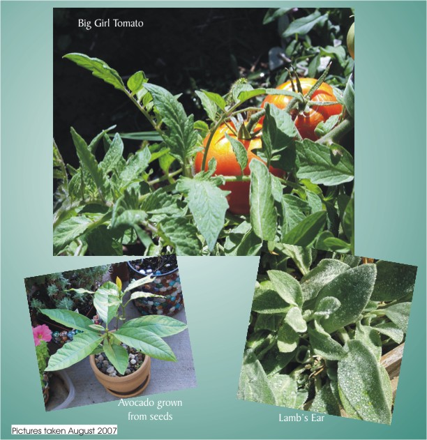 Foliage can be pretty too