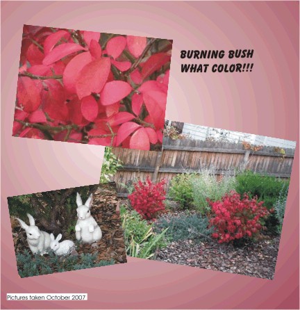 Look at the color.  Burning Bush is a great name!