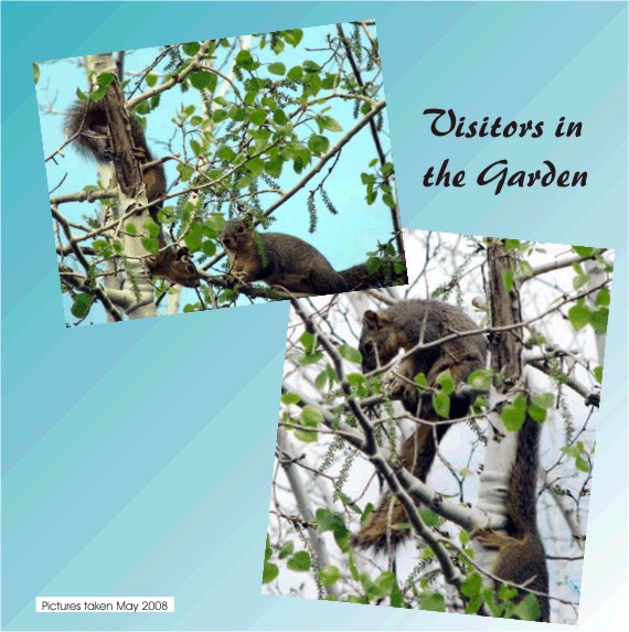 Squirrel visitors in the garden
