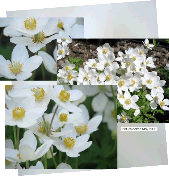 Sea of White Wood anemone or windflower