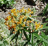 butterfly weed (24174 bytes)