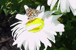 butterfly on shasta daisy (14370 bytes)