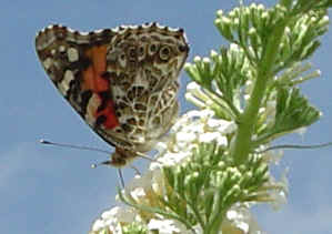 butterfly on butterfly bush (60877 bytes)