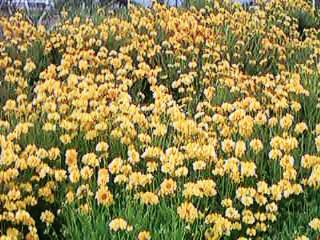 Zinnia Fresh Cut Flower of the Year 1999-60 Seeds Benary's Giant Formula Mix 