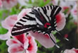 #1 Butterfly garden information resource online!