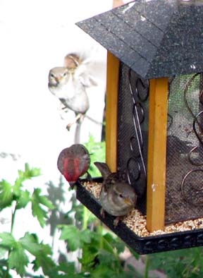 House Finches at a Colorado backyard feeder