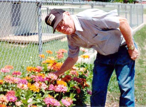 My Daddy and his Old Maids (Zinnias)