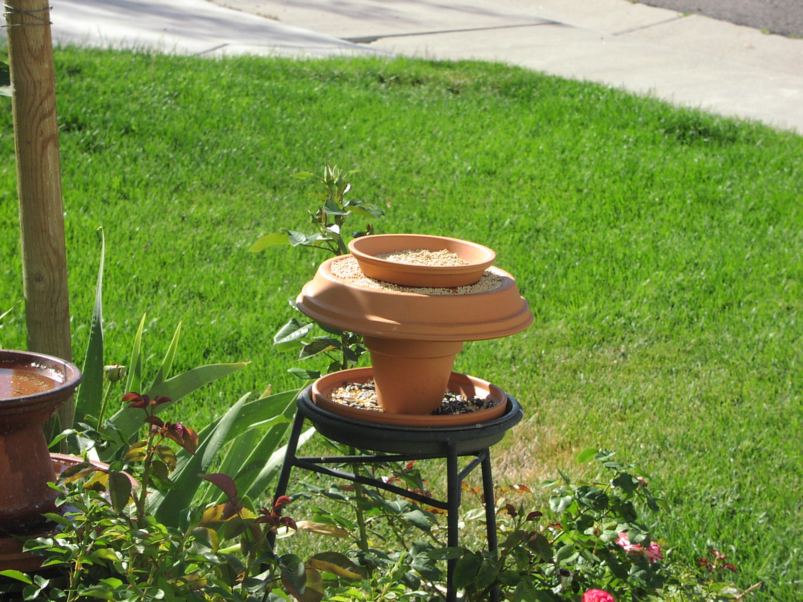 Bird Feeder in my front yard 2005 - 2006